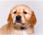 Small #1 Golden Retriever