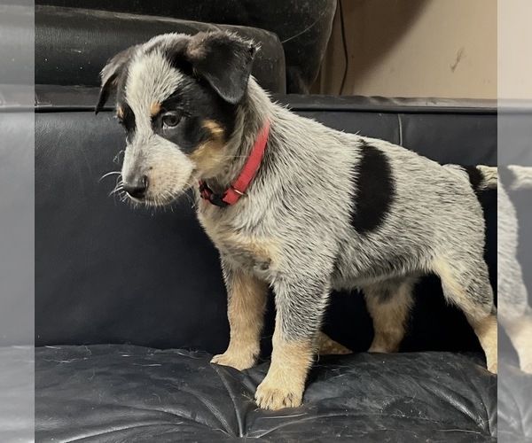 Medium Photo #2 Australian Cattle Dog Puppy For Sale in NORTH TONAWANDA, NY, USA