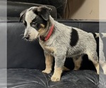 Small Photo #8 Australian Cattle Dog Puppy For Sale in NORTH TONAWANDA, NY, USA