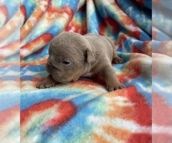 Medium Photo #3 English Bulldog Puppy For Sale in RICHMOND, VA, USA
