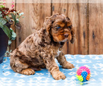 Small Photo #38 Cocker Spaniel Puppy For Sale in WAKARUSA, IN, USA