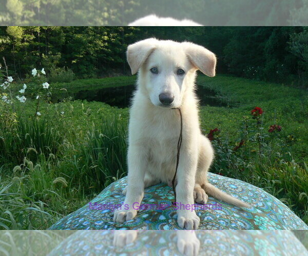 Medium Photo #4 German Shepherd Dog Puppy For Sale in PIEDMONT, MO, USA