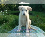 Small #3 German Shepherd Dog