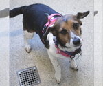 Anya  *Adopt* - Female Beagle Dog for Adoption - Small photo