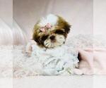 Small #34 Shih Tzu