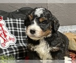 Small Photo #25 Bernedoodle Puppy For Sale in ATHENS, WI, USA