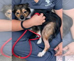 Small Photo #3 Chihuahua-Unknown Mix Puppy For Sale in New York, NY, USA