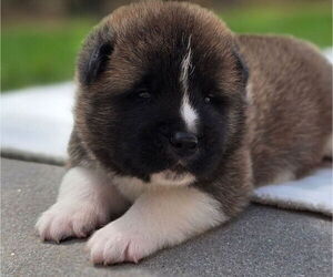 Medium Akita