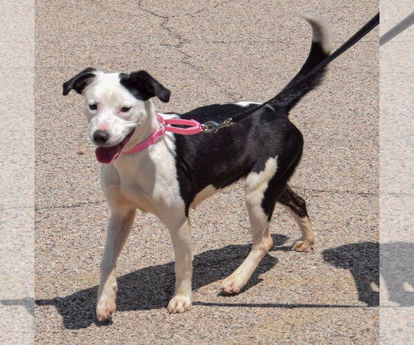 Medium Photo #3 American Staffordshire Terrier-English Springer Spaniel Mix Puppy For Sale in Huntley, IL, USA