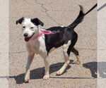 Small #2 American Staffordshire Terrier-English Springer Spaniel Mix