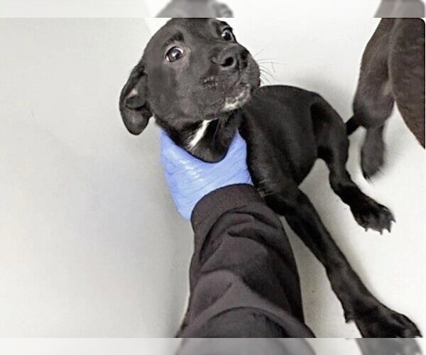 Medium Photo #1 Labrador Retriever-Unknown Mix Puppy For Sale in Houston, TX, USA