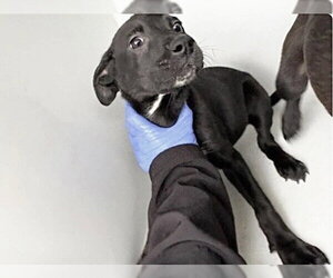 Labrador Retriever-Unknown Mix Dogs for adoption in Houston, TX, USA