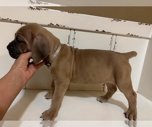 Cane Corso Puppy for sale in ELGIN, OK, USA