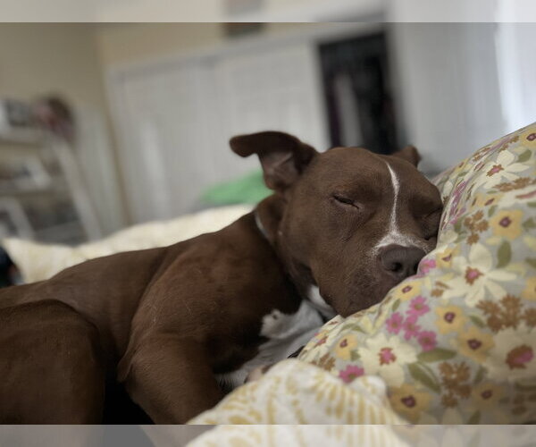 Medium Photo #6 Mutt Puppy For Sale in Spring Lake, NJ, USA