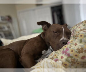 Trey - Male Mutt Dog for Adoption - Photo #6