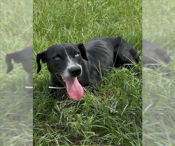 Medium Photo #2 Labrador Retriever-Unknown Mix Puppy For Sale in Conroe, TX, USA