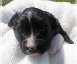 Small Photo #4 Border Collie Puppy For Sale in CARLISLE, KY, USA