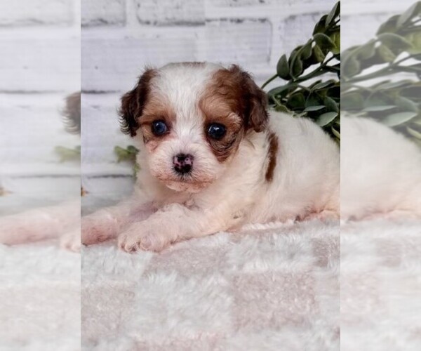 Medium Photo #1 Poodle (Toy) Puppy For Sale in MIRAMAR, FL, USA