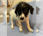 Small Poodle (Standard) Mix