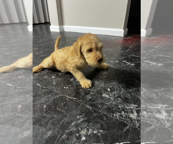 Medium Photo #8 Labradoodle Puppy For Sale in STONE MOUNTAIN, GA, USA