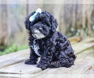 Cocker Spaniel-Poodle (Miniature) Mix Puppy for sale in LIBERTY, KY, USA