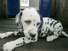 Small Photo #6 Dalmatian Puppy For Sale in HUDSON, MI, USA