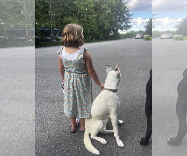 Medium Photo #3 Huskies -Unknown Mix Puppy For Sale in Monterey, VA, USA