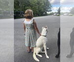 Small #2 Huskies  Mix