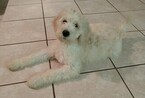 Small Photo #1 Goldendoodle Puppy For Sale in CLEARWATER, FL, USA