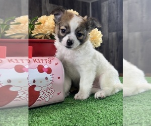 Chihuahua Puppy for sale in CANOGA, NY, USA