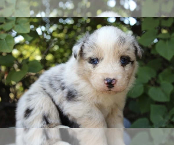 Medium Photo #3 Australian Shepherd Puppy For Sale in ACTON, CA, USA