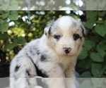 Small #2 Australian Shepherd