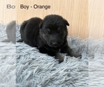 Small #1 German Shepherd Dog