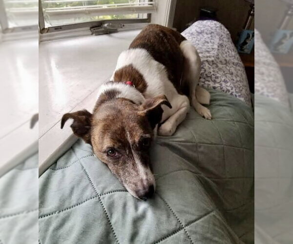 Medium Photo #5 Jack Russell Terrier-Unknown Mix Puppy For Sale in Mount Laurel, NJ, USA