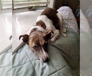 Pixie - Female Jack Russell Terrier-Unknown Mix Dog for Adoption - Photo #5