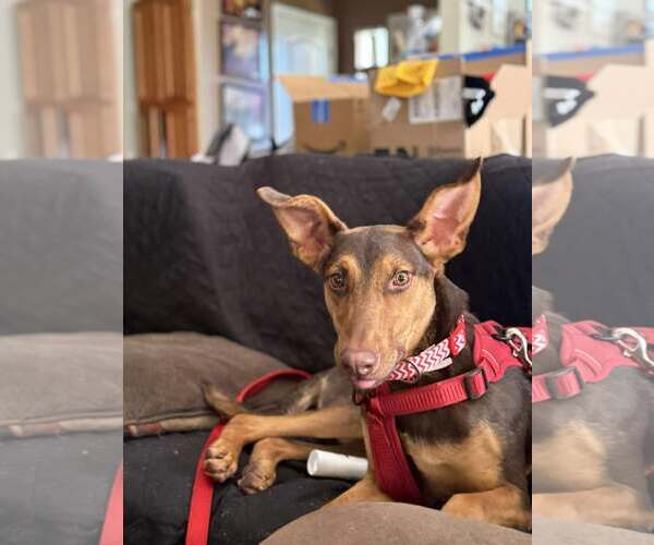 Medium Photo #2 Doberman Pinscher-Unknown Mix Puppy For Sale in Yuba City, CA, USA