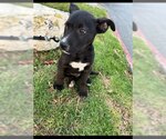 Small #1 Labrador Retriever Mix