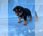 Small #3 Doberman Pinscher-German Shepherd Dog Mix