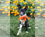 Small #1 Mutt