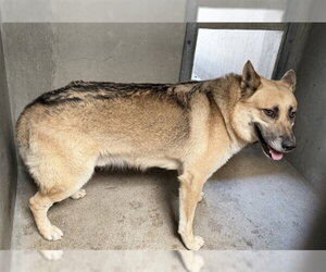 German Shepherd Dog Dogs for adoption in San Bernardino, CA, USA