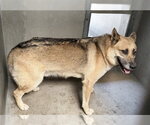 Small German Shepherd Dog
