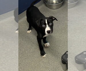 Labrador Retriever-Unknown Mix Dogs for adoption in Sterling, MA, USA