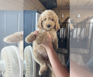 Goldendoodle Puppy for sale in LOGAN, AL, USA