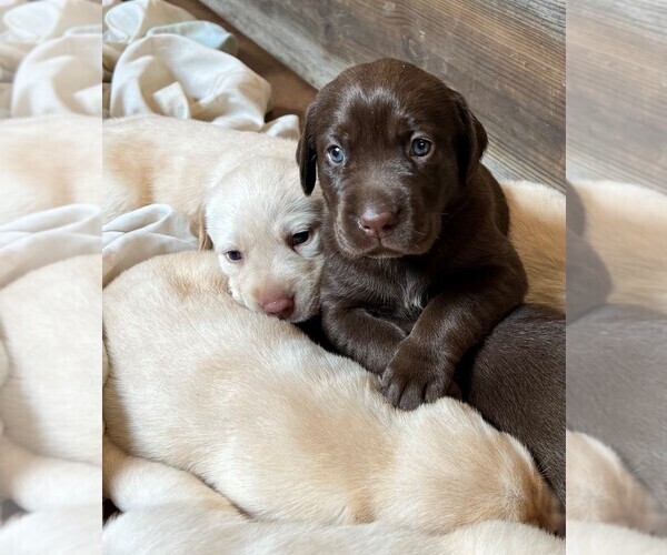 Medium Photo #1 Labrador Retriever Puppy For Sale in SENECA, KS, USA
