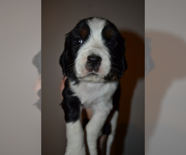 Medium Photo #7 English Springer Spaniel Puppy For Sale in LITCHFIELD, MN, USA