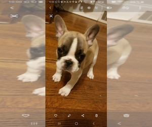 French Bulldog Puppy for sale in MIDLAND, NC, USA