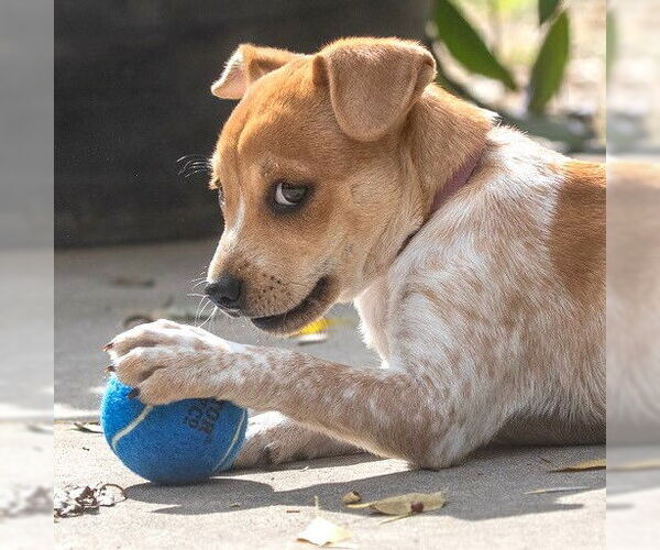 Medium Photo #3 Chihuahua-Unknown Mix Puppy For Sale in Boonton, NJ, USA
