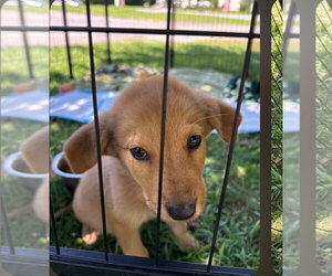 Anatolian Pyrenees Dogs for adoption in Blairsville, GA, USA