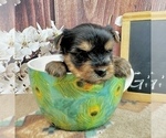 Small #17 Yorkshire Terrier