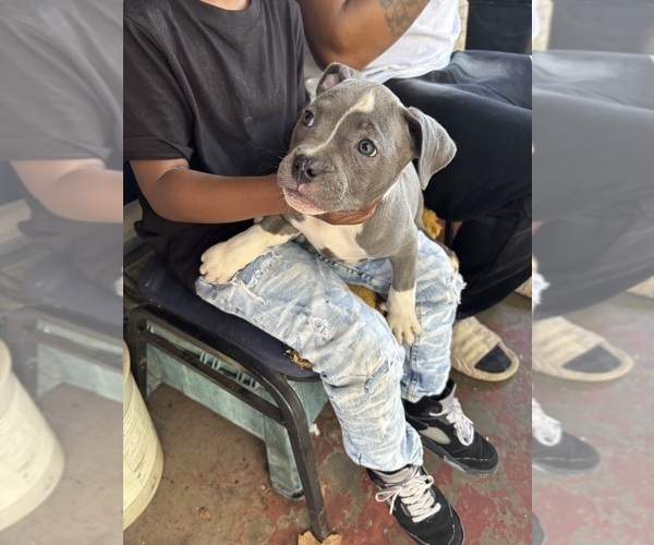 Medium Photo #1 American Bully-English Bulldog Mix Puppy For Sale in DECATUR, GA, USA